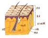 肌の構造について