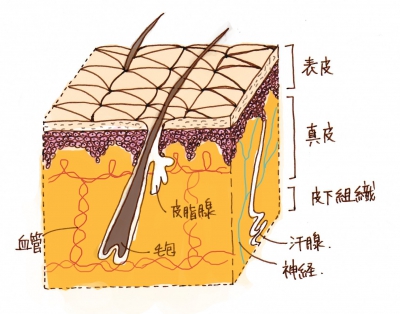肌の構造について