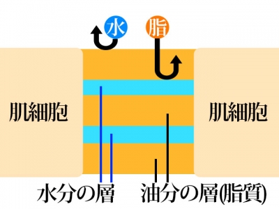 ラメラ構造水と脂